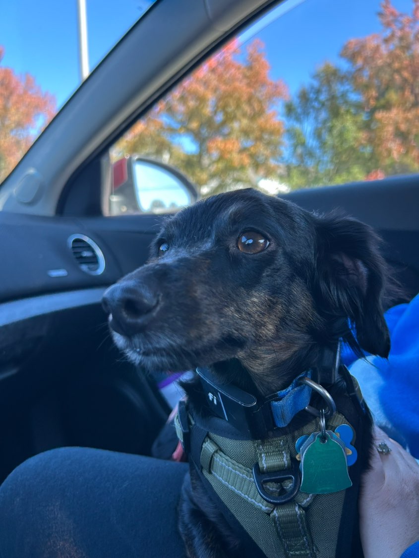 A picture of Beethoven, a 3 years 10 months old Other Mix dog.