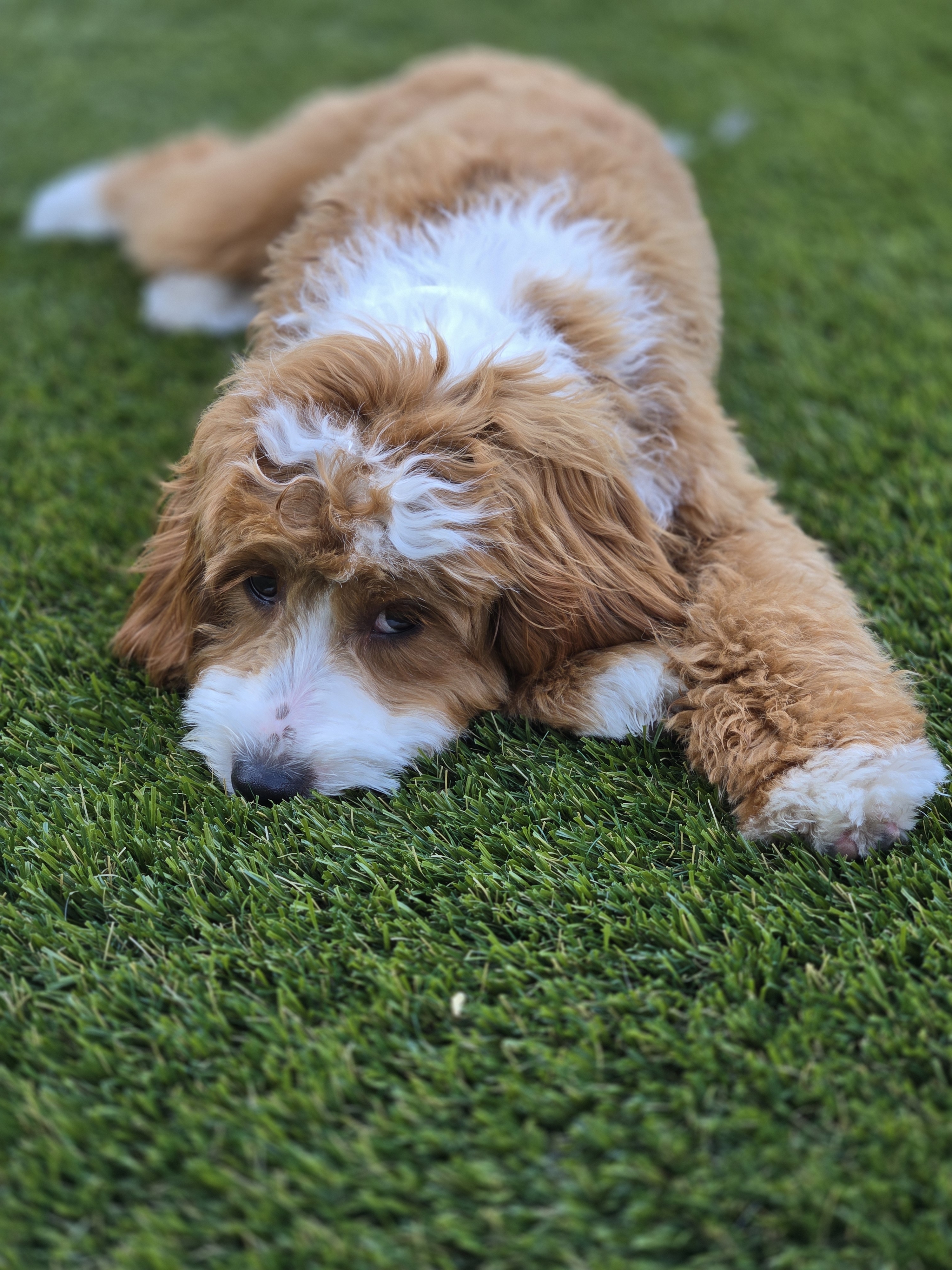 A picture of Brandy, a 5 months old Other dog.