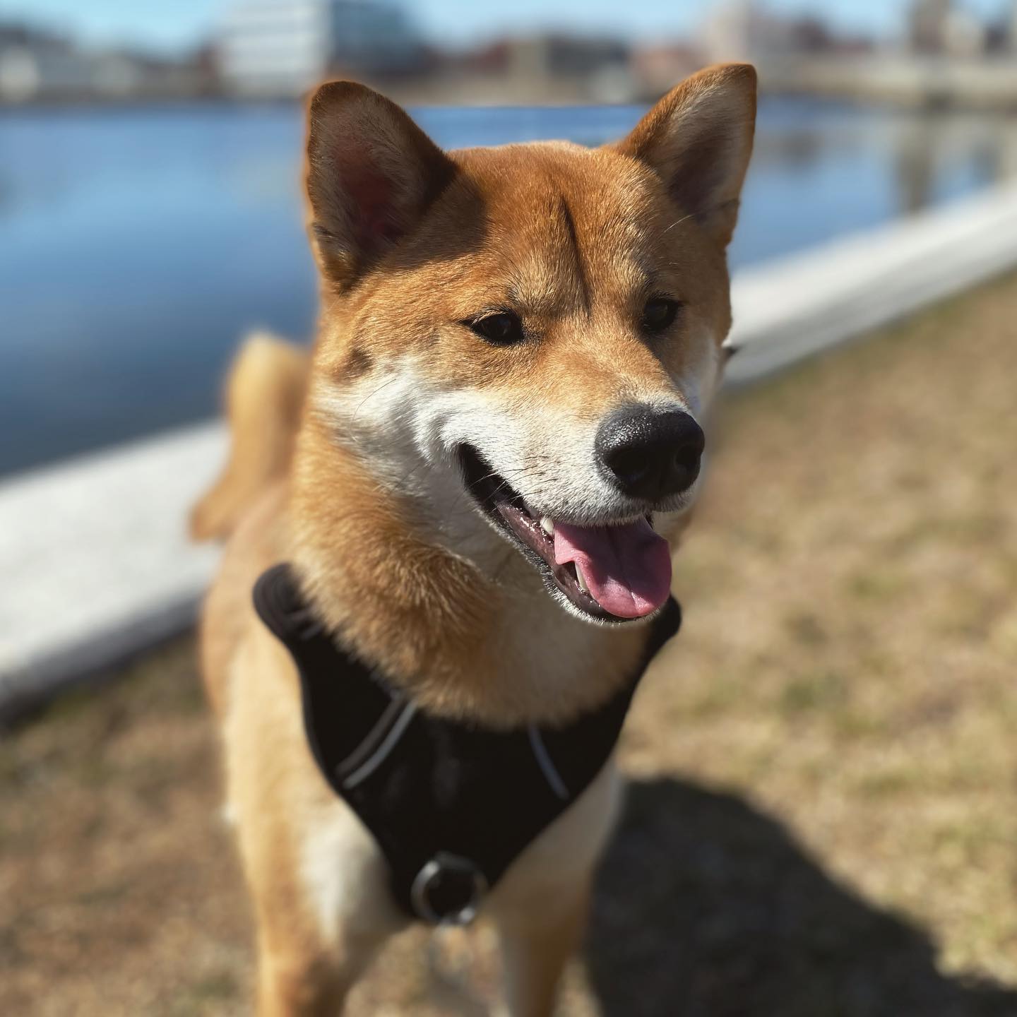 A picture of Sheru, a 5 years 8 months old Other dog.