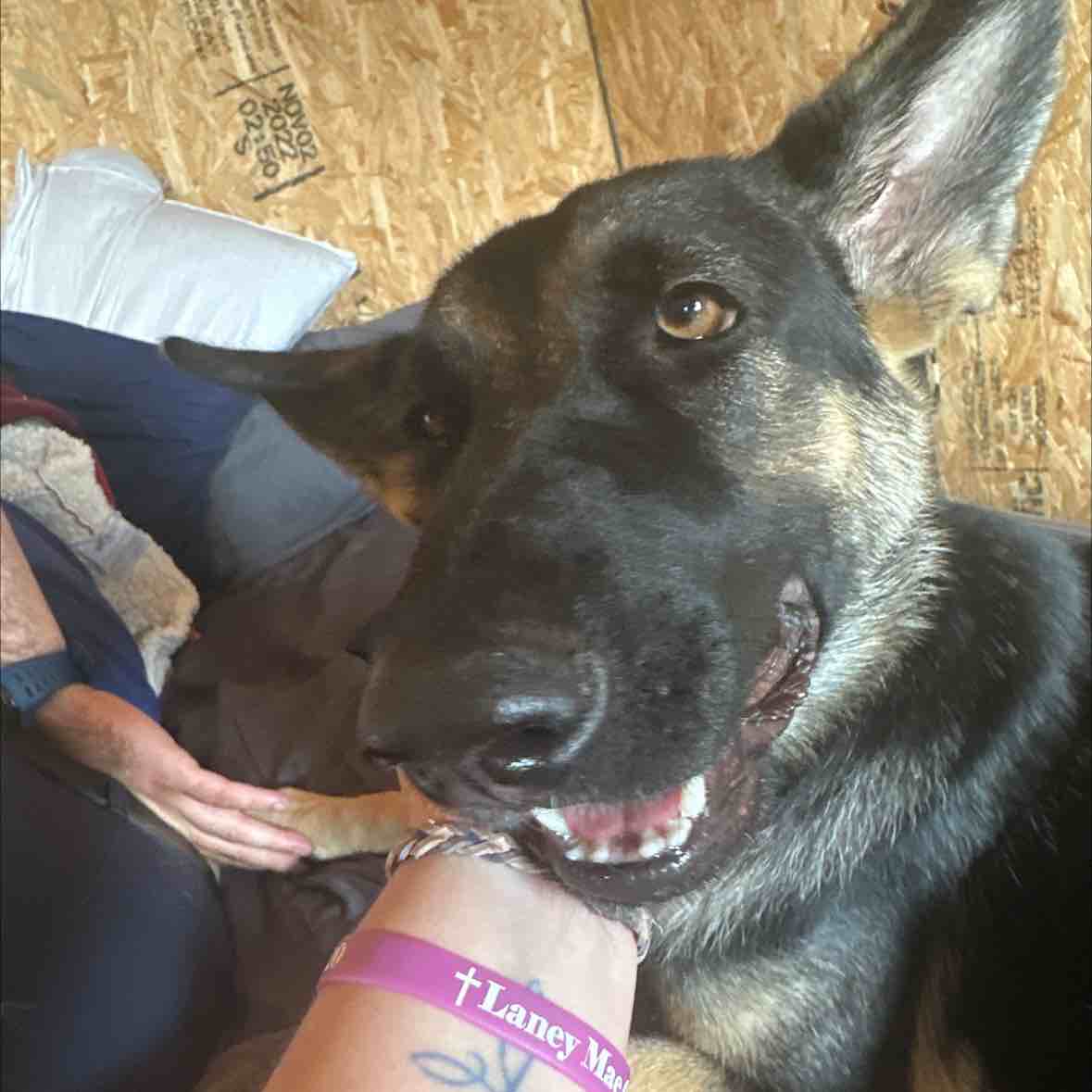 A picture of Akila 🩷, a 2 years 3 months old Other dog.