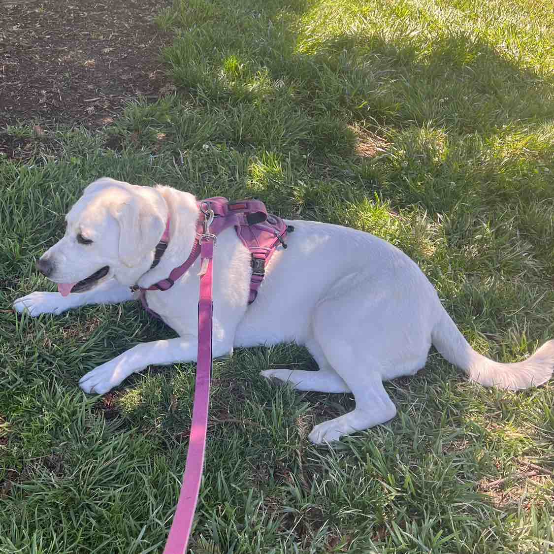 A picture of Luz, a 3 years 8 months old Other dog.