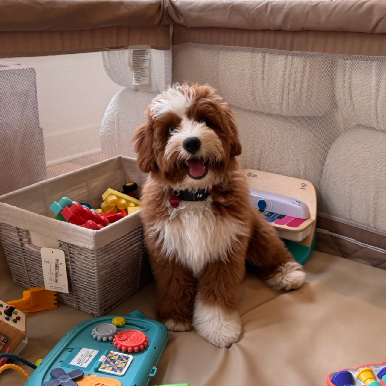 A picture of Mookie, a 4 months old Other Mix dog.