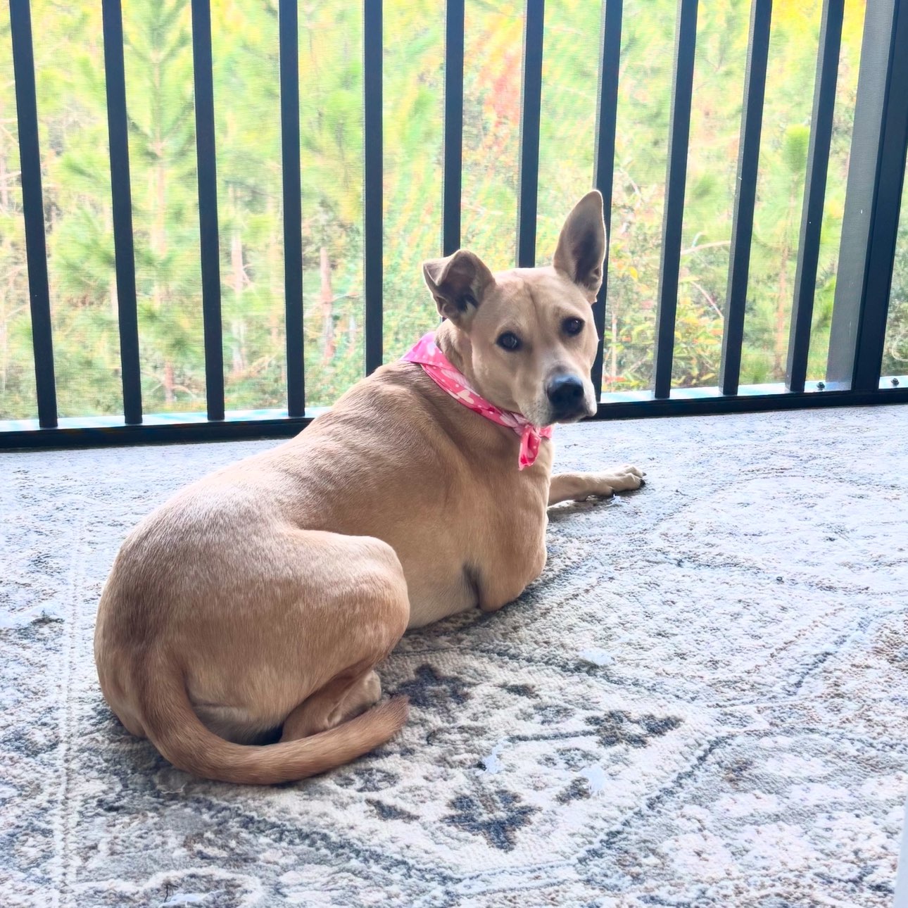 A picture of Maci May, a 3 years old Other Mix dog.