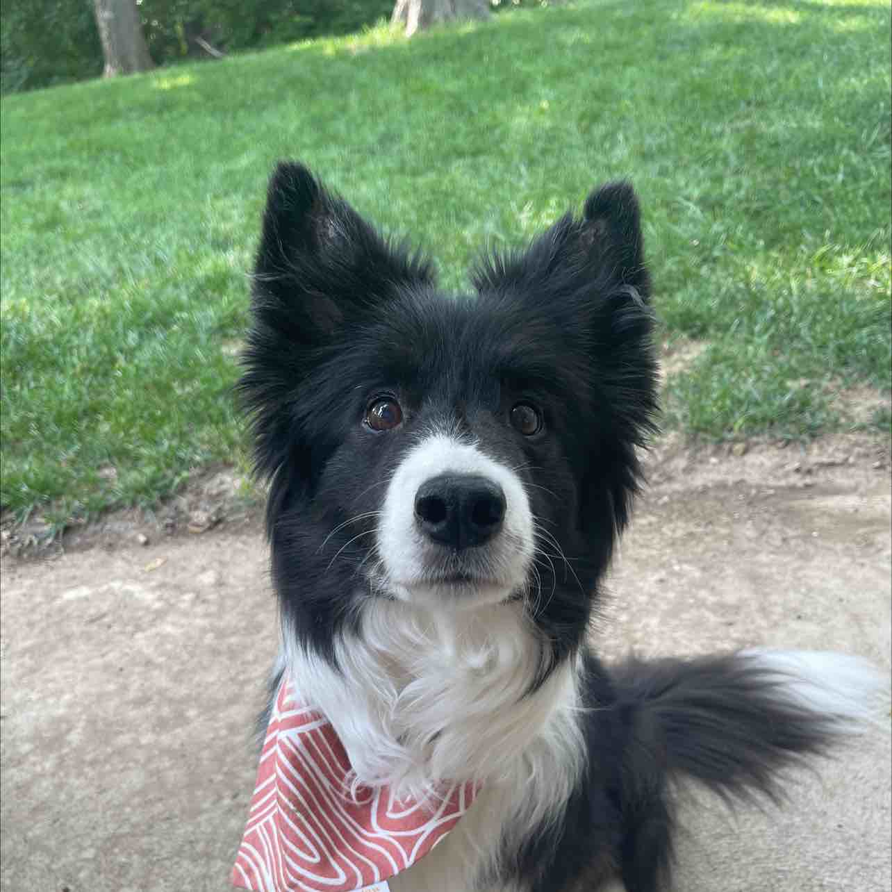 A picture of Hops, a 15 years old Other dog.