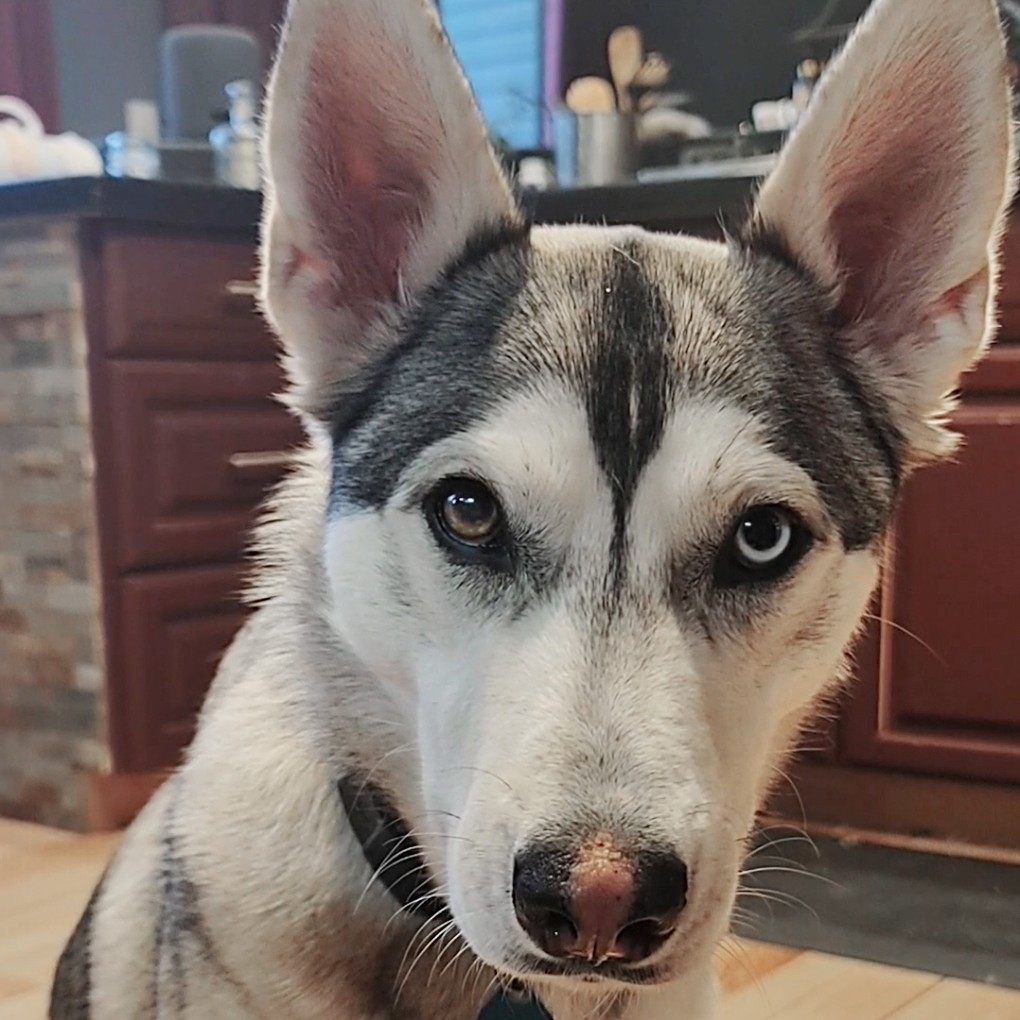 A picture of Willa, a 5 years 6 months old Other dog.