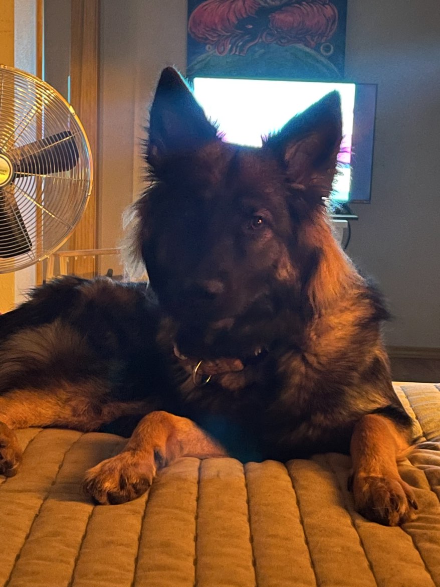A picture of Katara, a 1 year 8 months old Other dog.