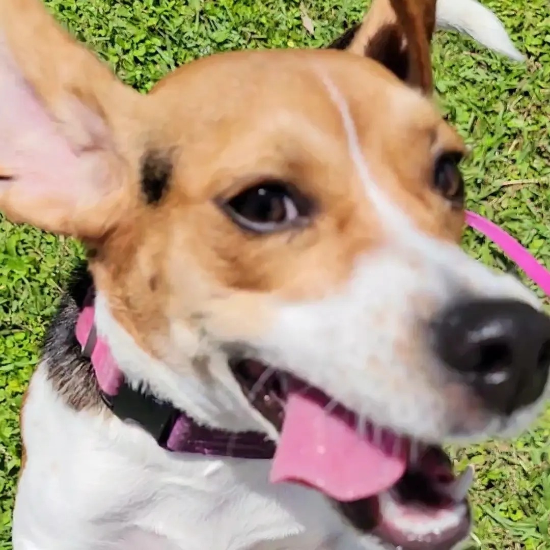 A picture of Brisa, a 3 years 9 months old Other dog.