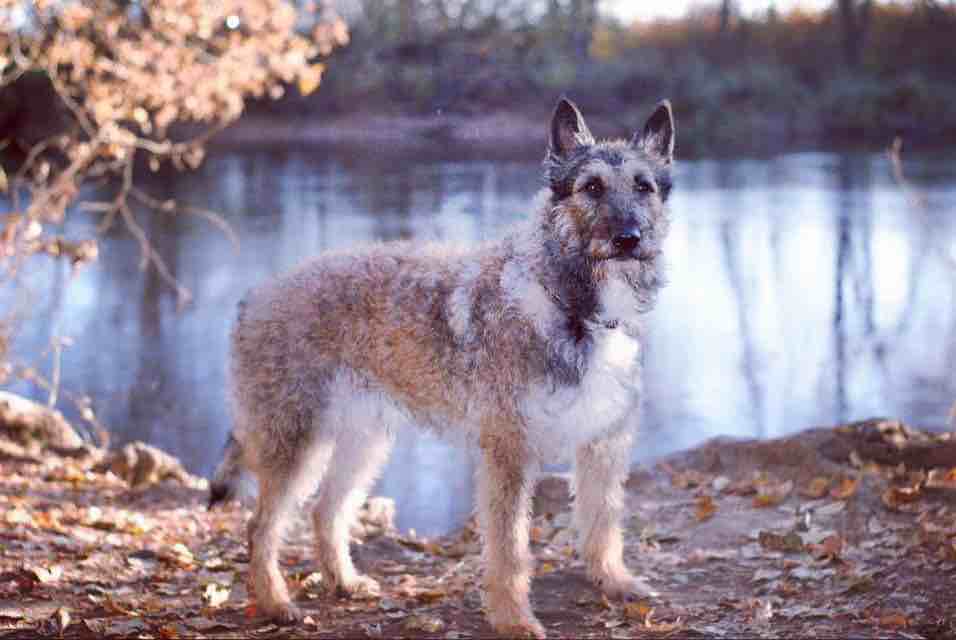 A picture of Ciel, a 7 years 8 months old Belgian Laekenois dog.