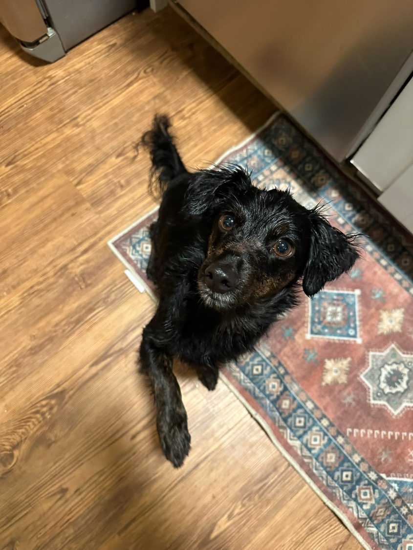 A picture of Beethoven, a 3 years 10 months old Other Mix dog.