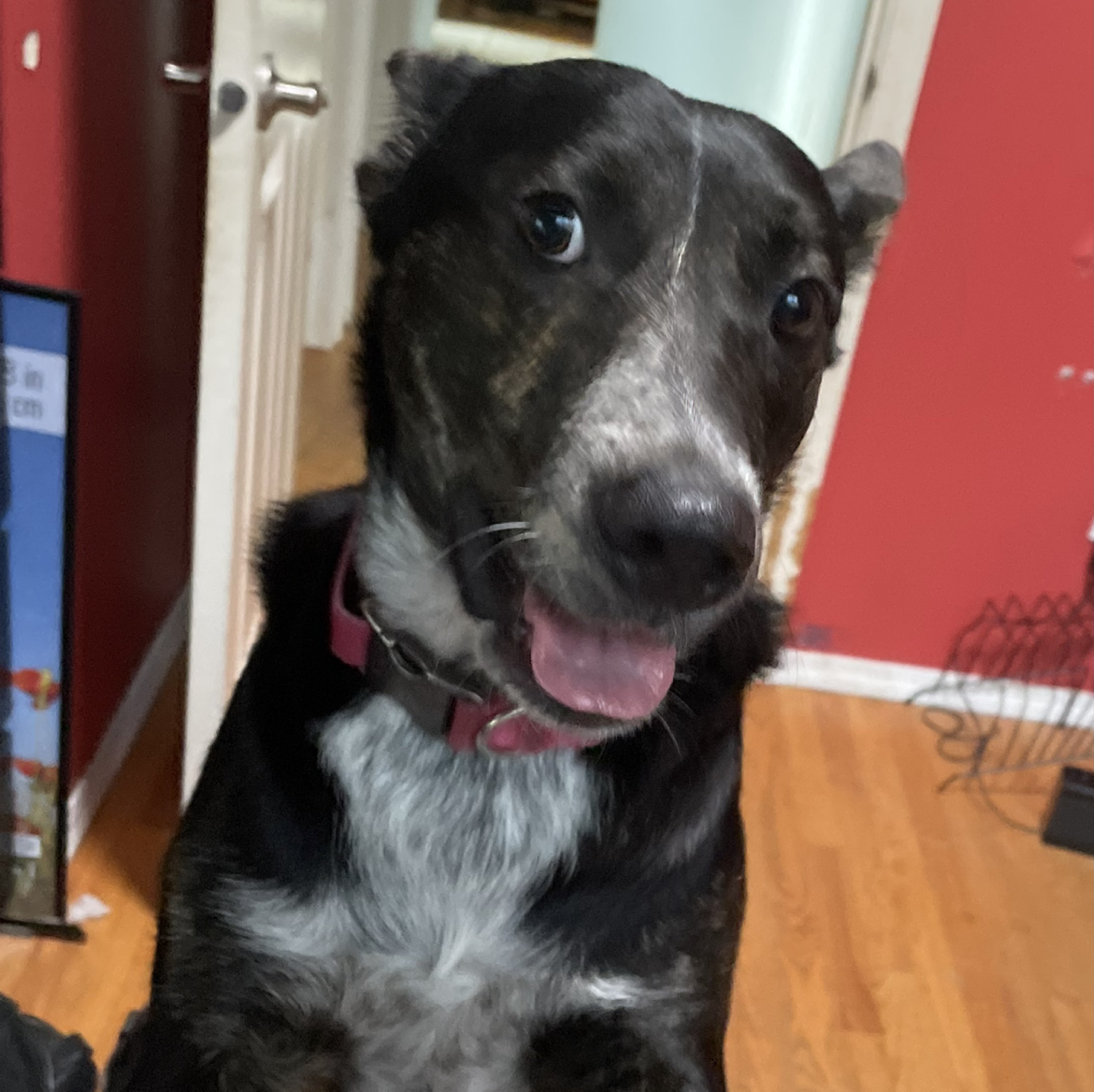 A picture of Fancy - Princess Of Snohomish County, a 1 year 11 months old Other dog.