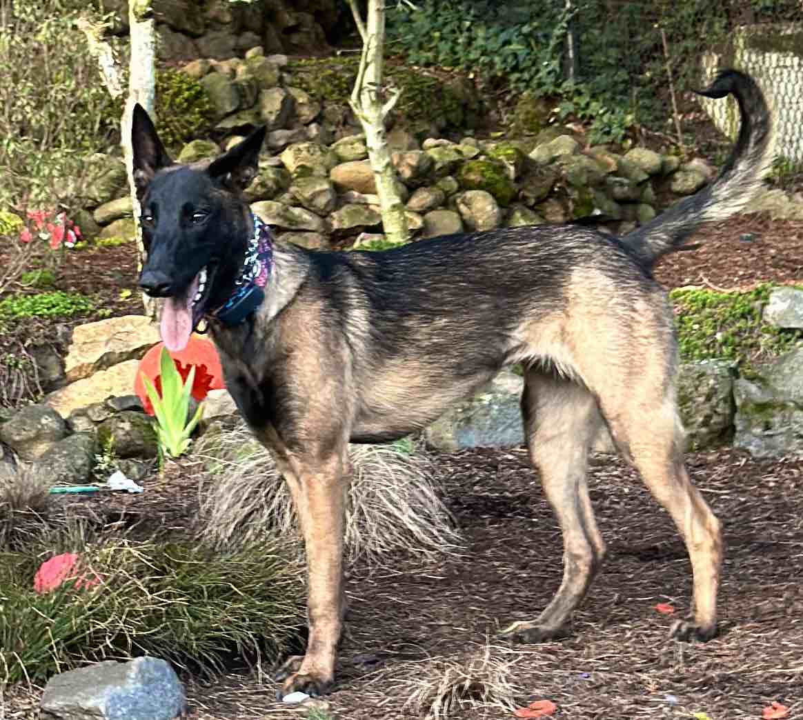 A picture of Dior - MAD, a 1 year 11 months old Other Mix dog.