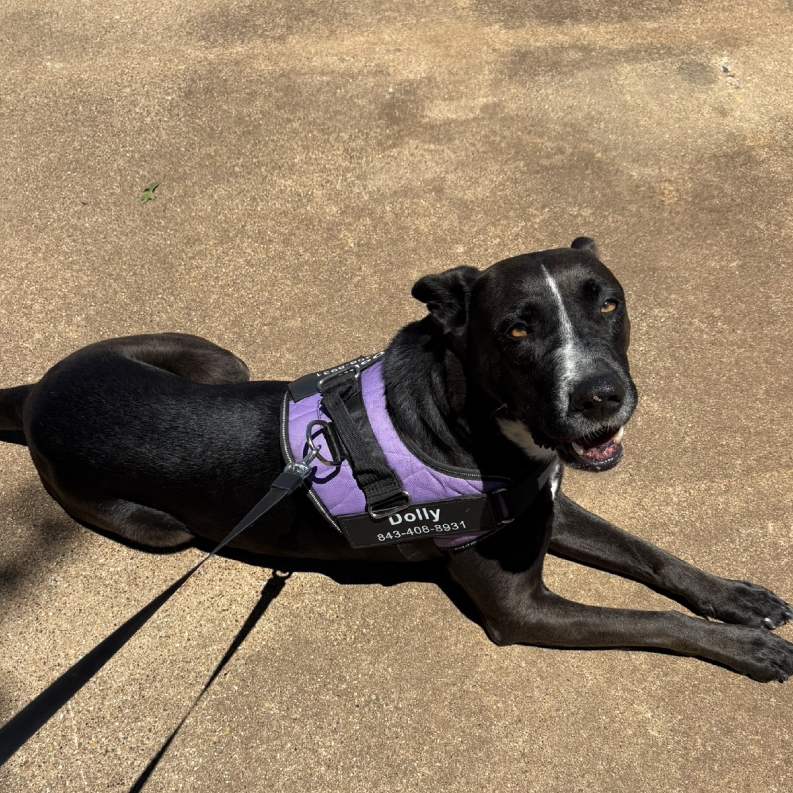 A picture of Dolly, a 7 years old Other Mix dog.