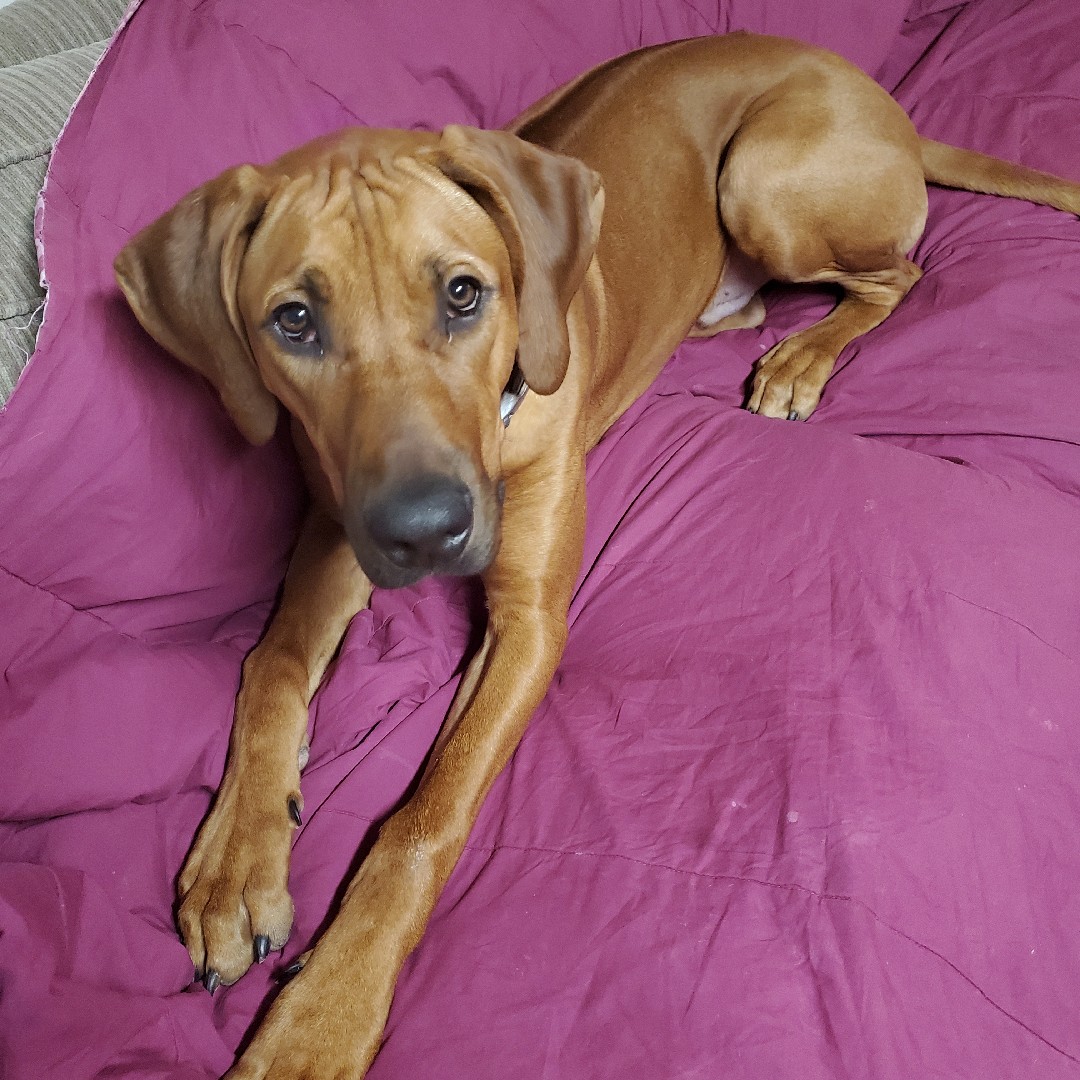A picture of FELA, a 4 years 1 month old Other dog.
