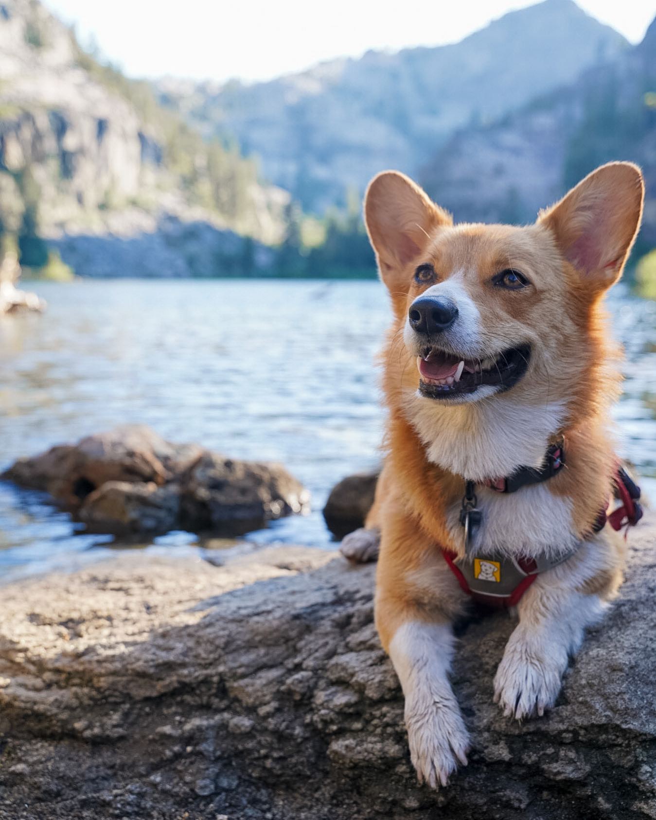 A picture of Ellie, a 8 years 9 months old Pembroke Welsh Corgi dog.