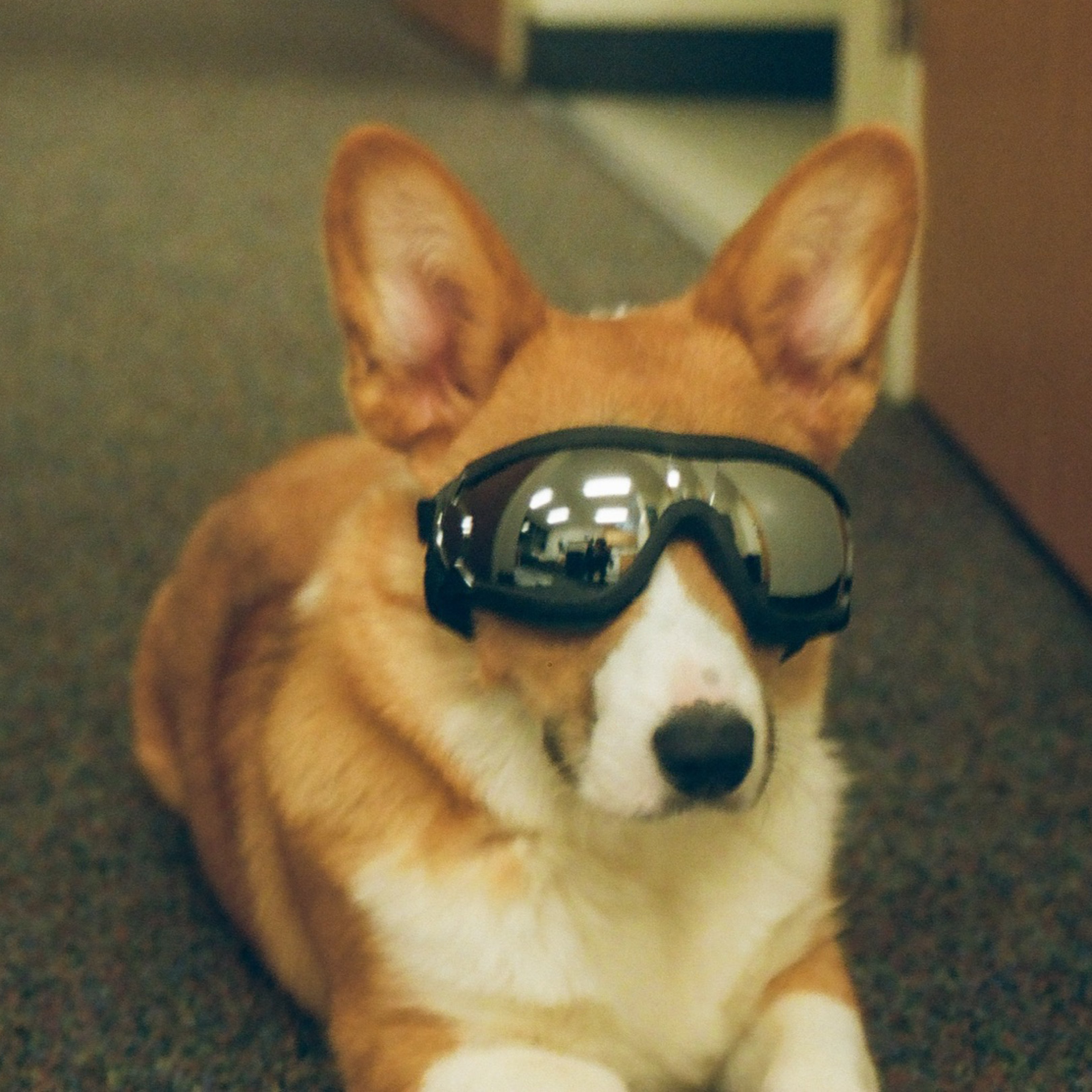 A picture of Gatsby, a 3 years 9 months old Other dog.