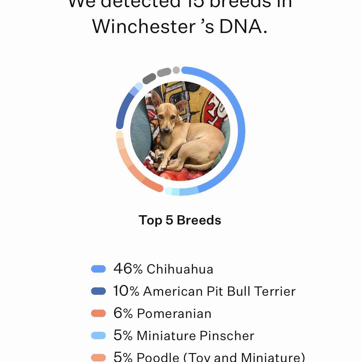 A picture of Winchester, a 5 years 4 months old Other Mix dog.