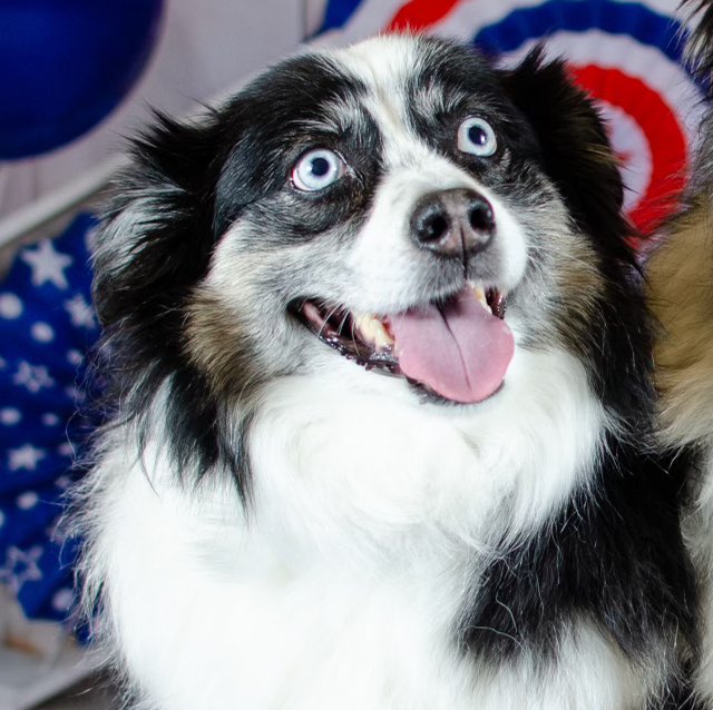 A picture of Iggy, a 9 years 5 months old Other dog.