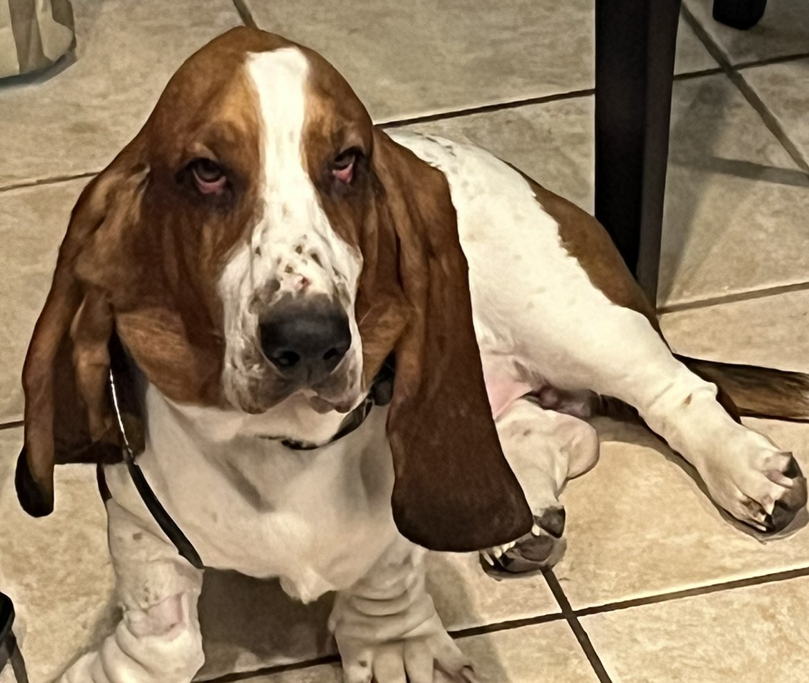 A picture of Yogi Bear, a 3 years 4 months old Other dog.