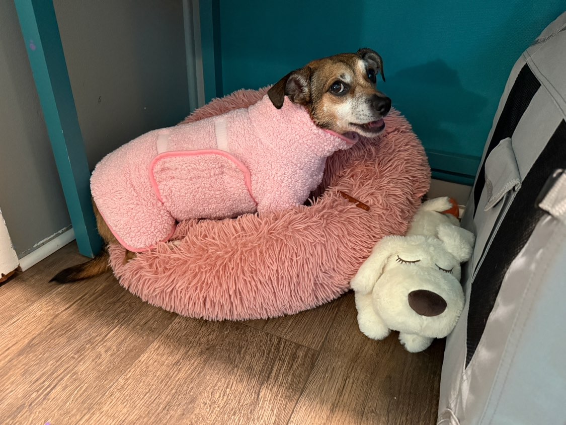 A picture of Zoey, a 4 years 8 months old Other Mix dog.