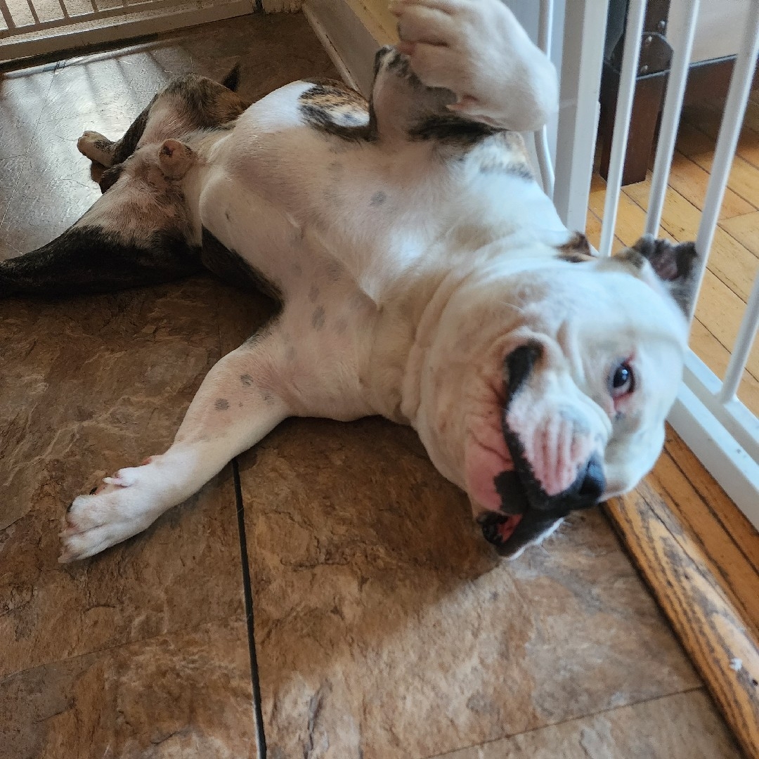 A picture of Pablo E$cobar, a 4 years 9 months old Other Mix dog.