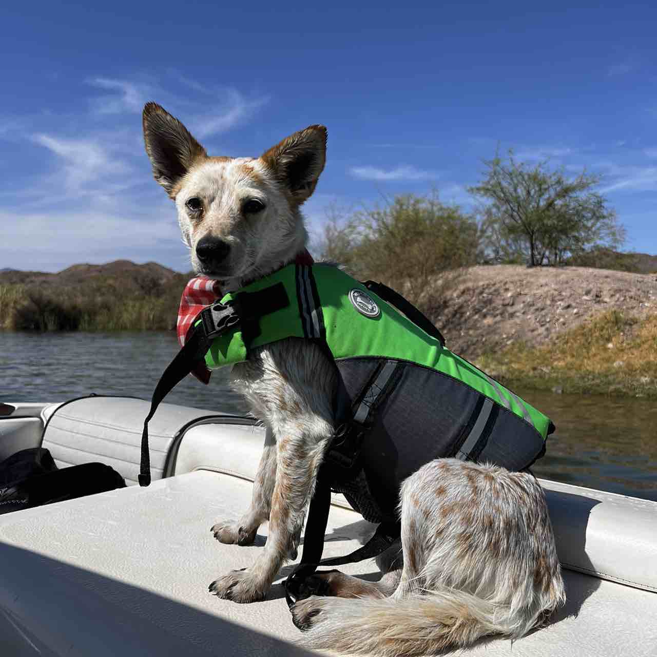 A picture of Pippi, a 4 years 5 months old Other Mix dog.