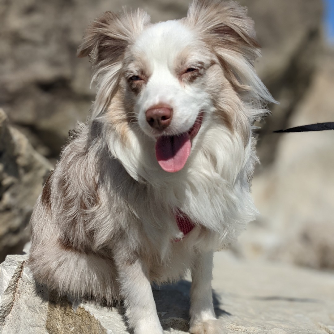 A picture of Casey, a 5 years 8 months old Other dog.