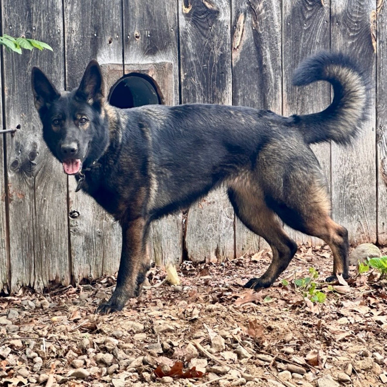 A picture of Blondi, a 2 years 9 months old Other dog.