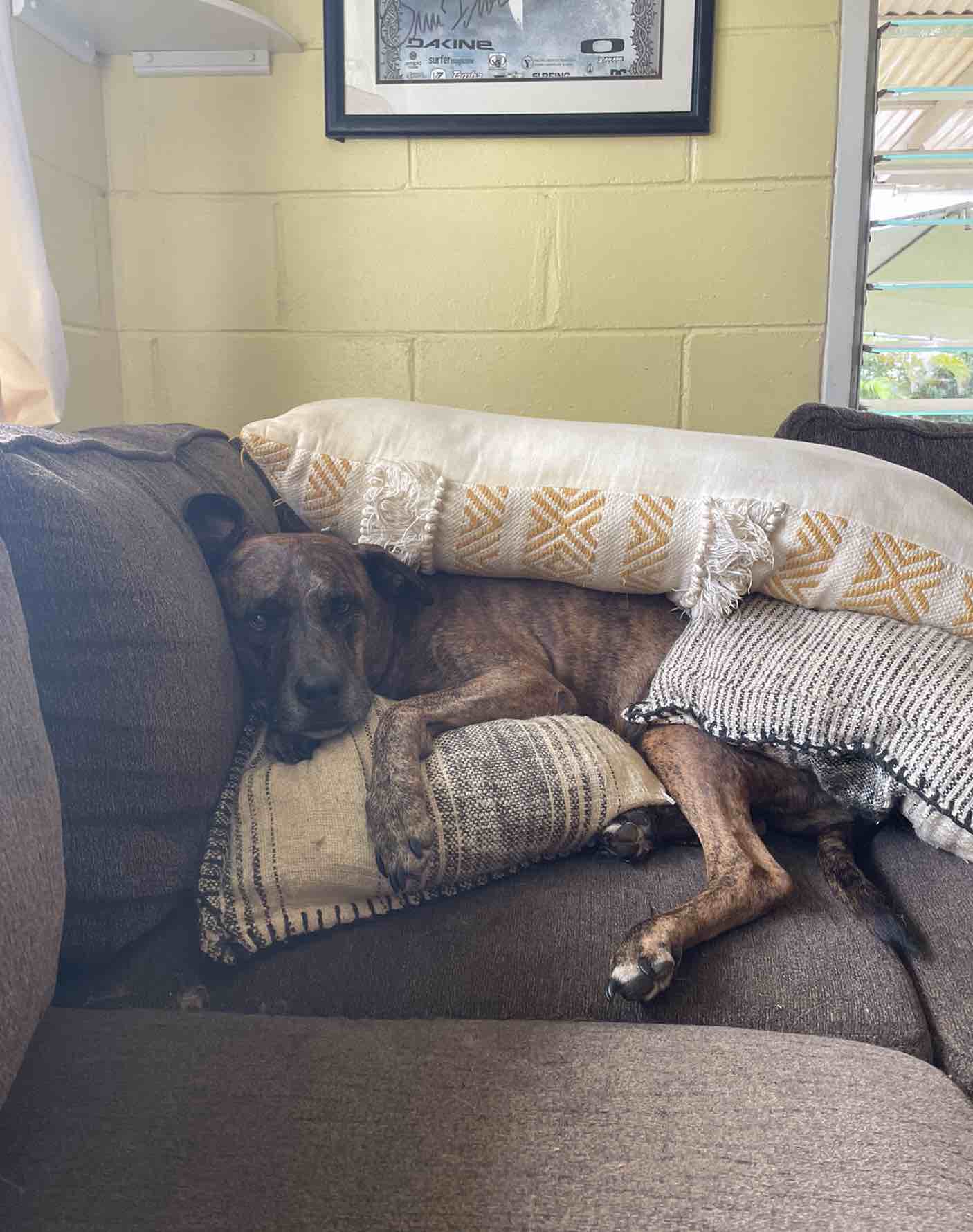 A picture of Meli, a 11 years 6 months old Other Mix dog.