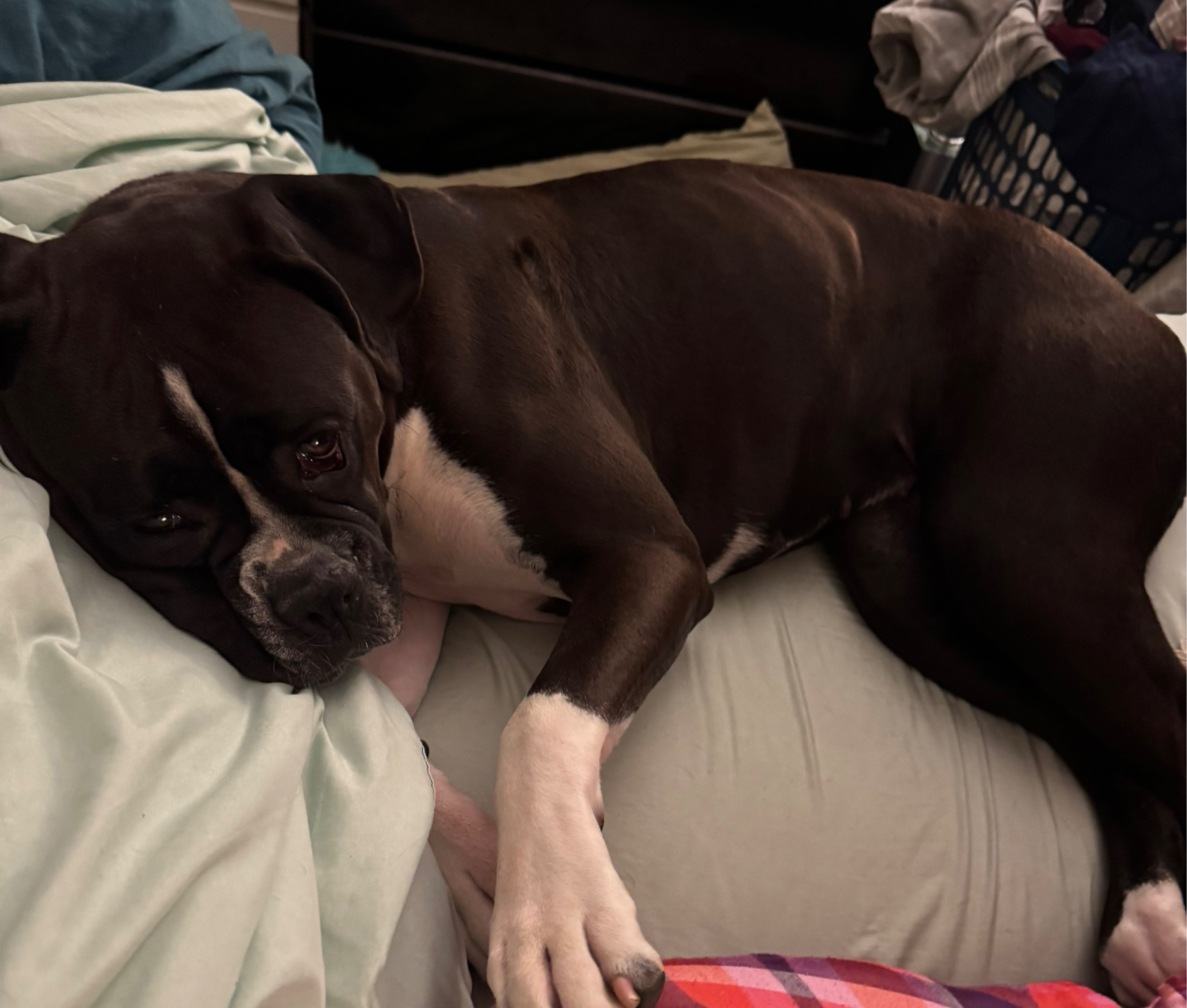 A picture of Lunatic, a 1 year 6 months old Other dog.