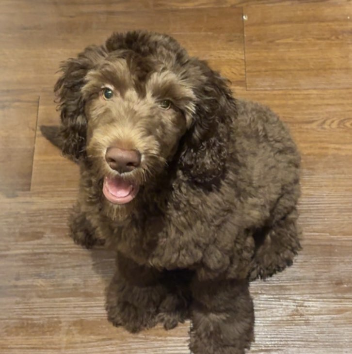 A picture of Bruno, a 3 months old Other dog.