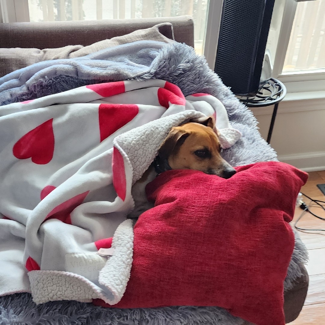 A picture of Darwin, a 5 years 9 months old Other Mix dog.