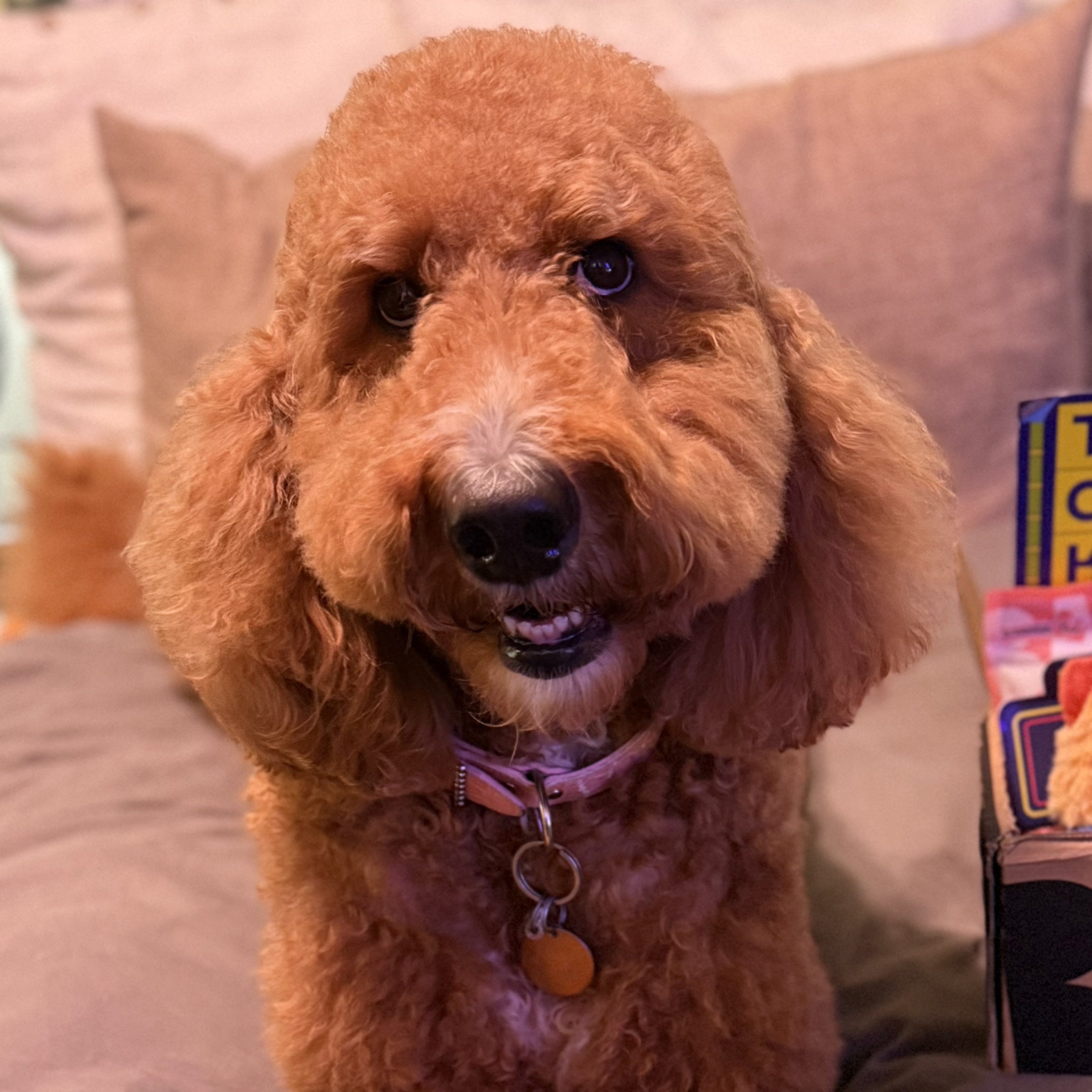 A picture of Selena Rose, a 5 years 2 months old Other dog.