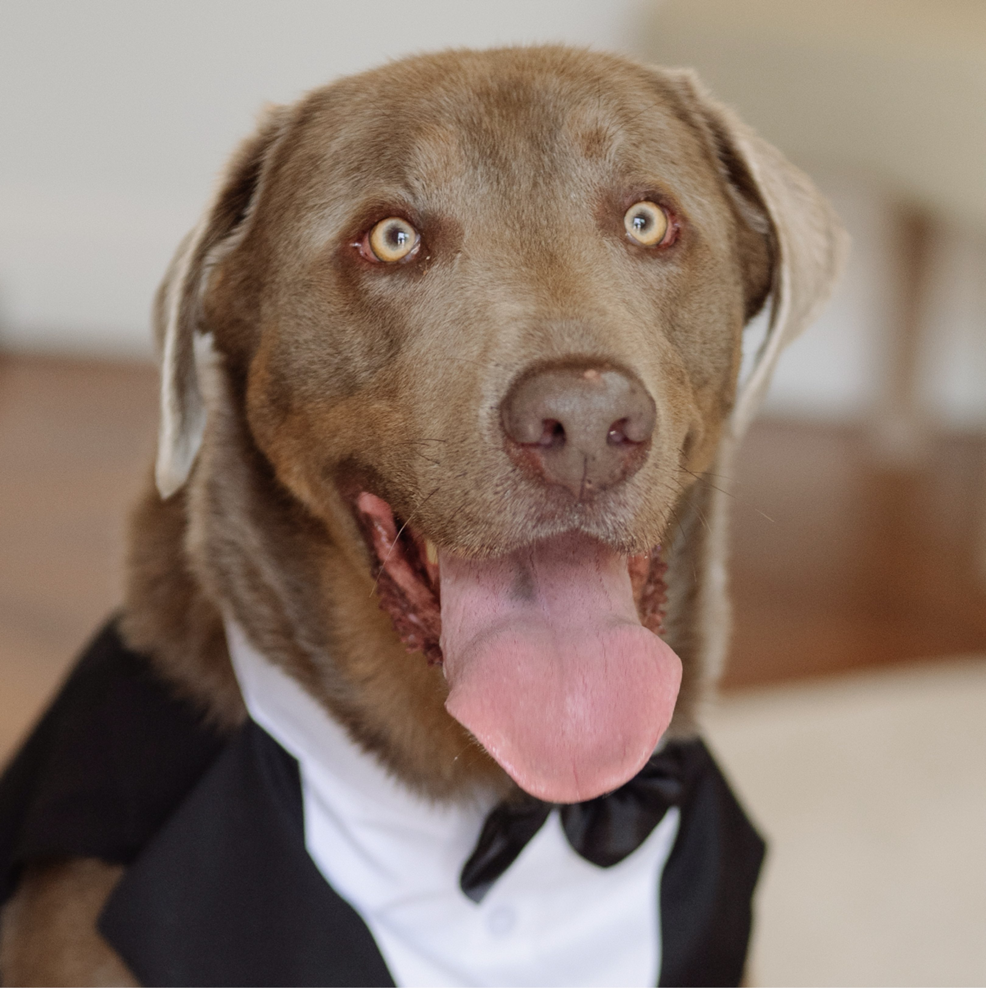 A picture of Sully, a 5 years 2 months old Other dog.