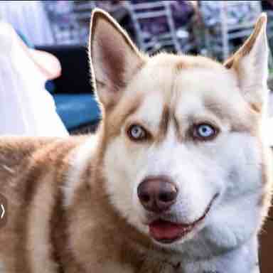 A picture of Dior, a 5 years old Other dog.