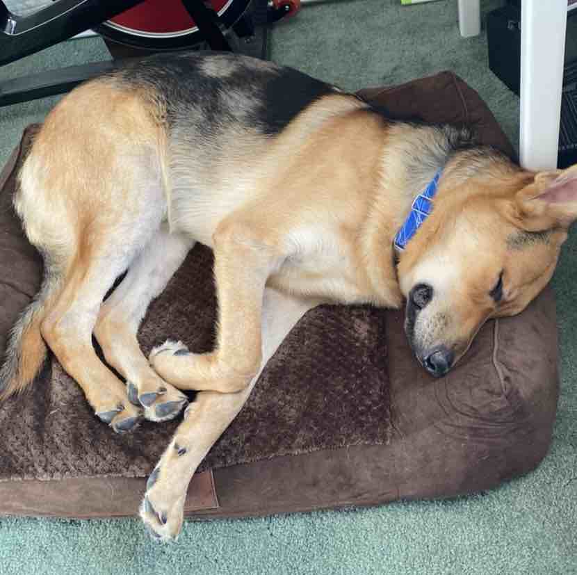 A picture of Macallan, a 5 years 1 month old Other dog.