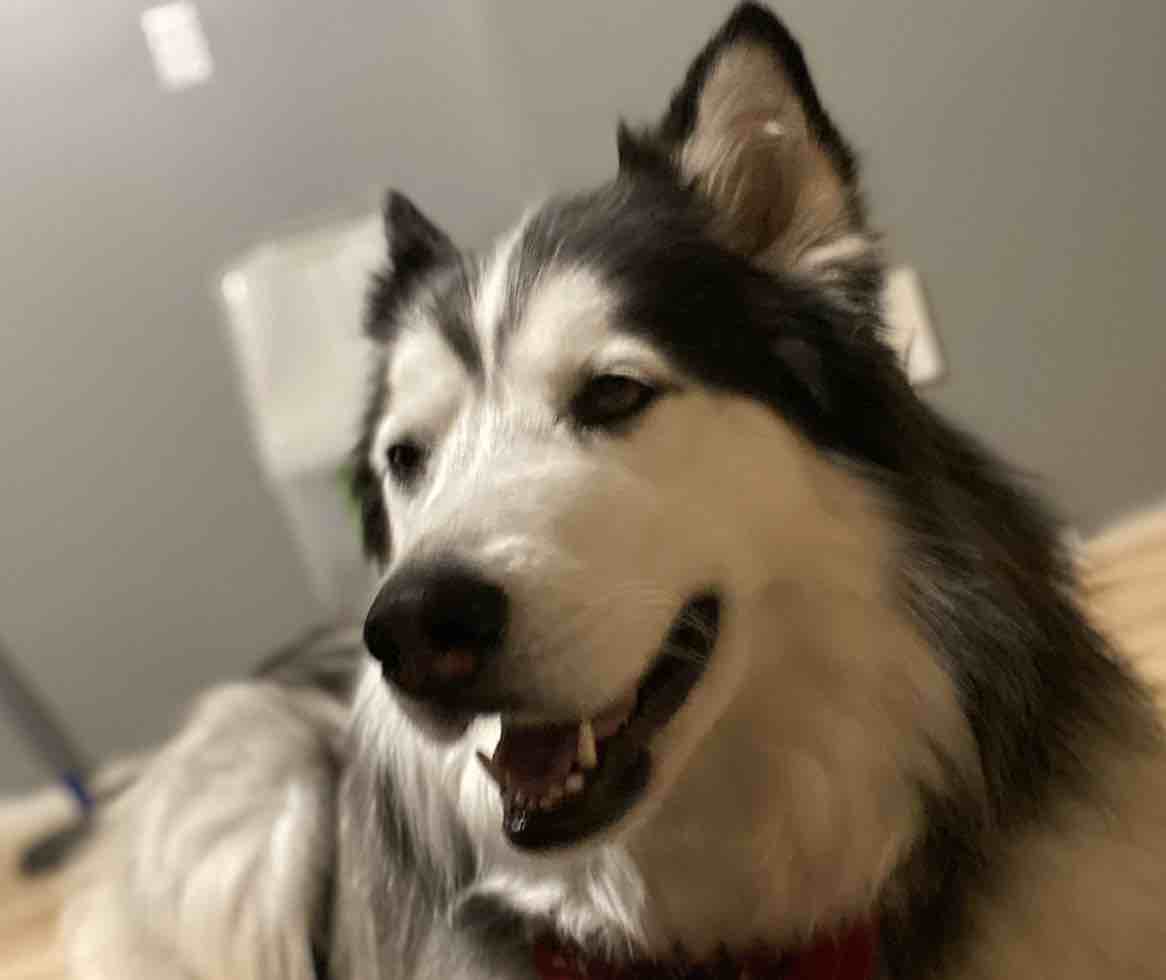 A picture of Nanook, a 9 years 9 months old Other dog.