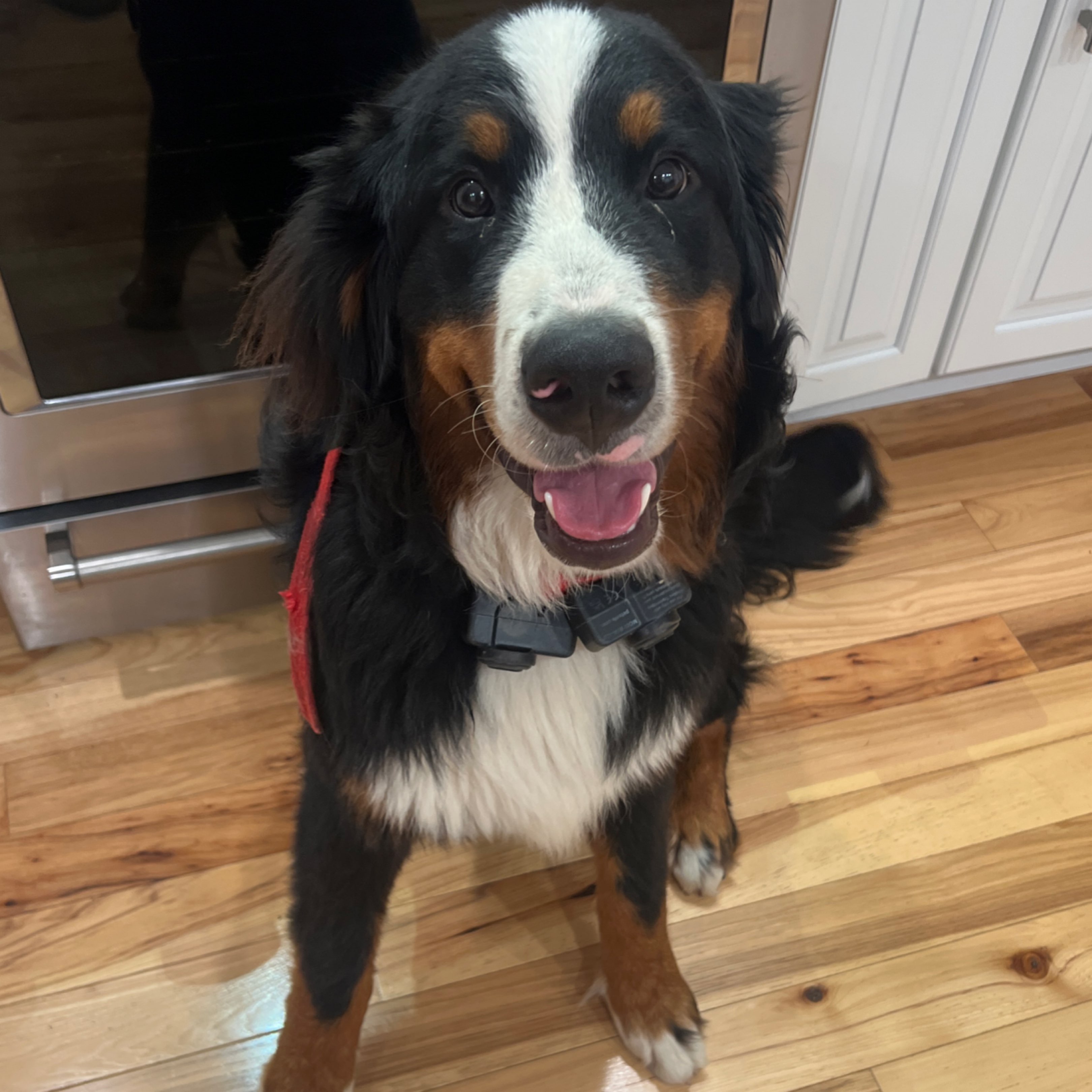 A picture of Booker, a 1 year 8 months old Other dog.