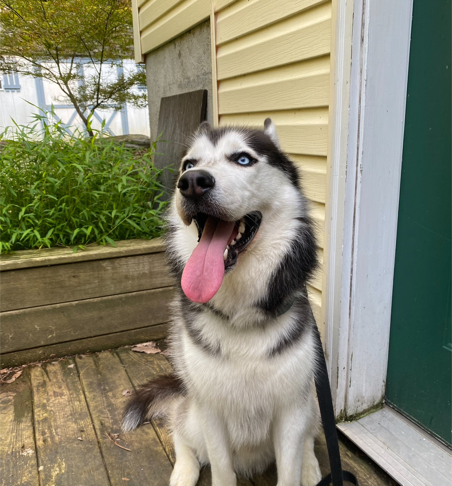 A picture of Chief, a 3 years old Other dog.