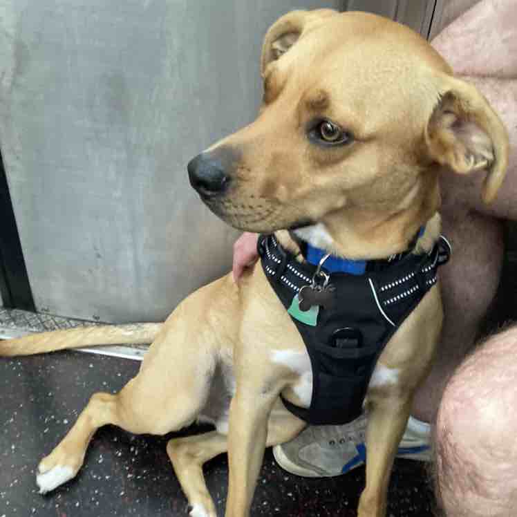 A picture of Banga, a 3 years 9 months old Other Mix dog.