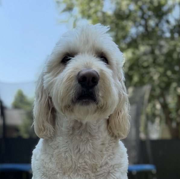A picture of Simba, a 5 years old Other dog.