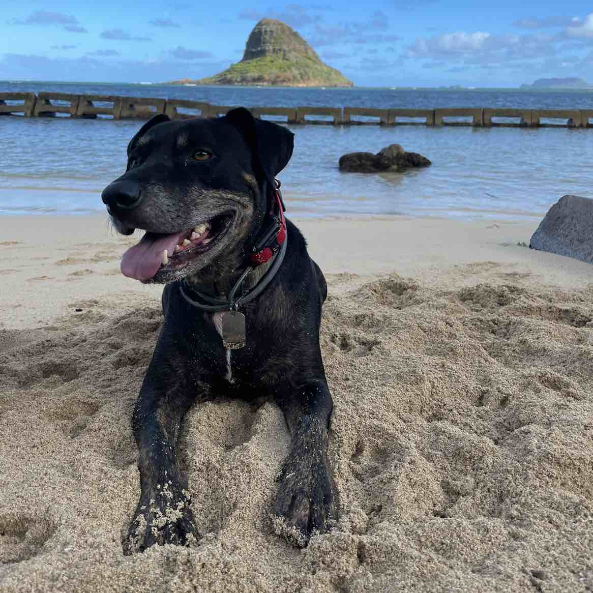 A picture of Luke, a 12 years 4 months old Other Mix dog.
