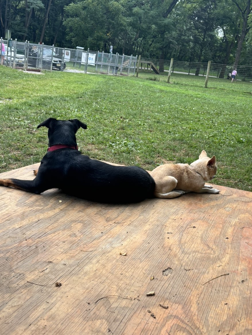 A picture of Savannah, a 3 years 3 months old Other Mix dog.