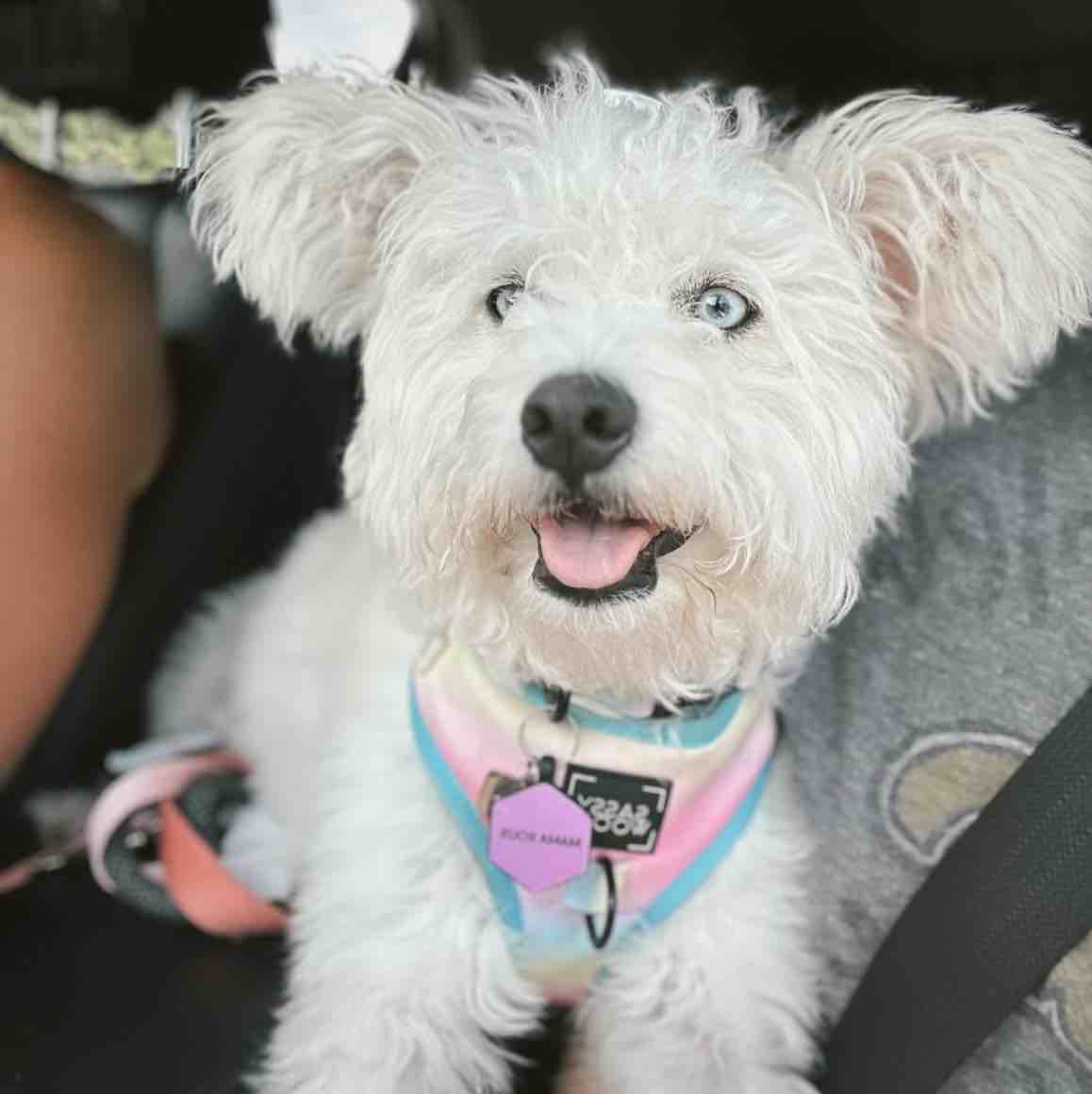 A picture of Mama Roux, a 2 years 9 months old Other Mix dog.