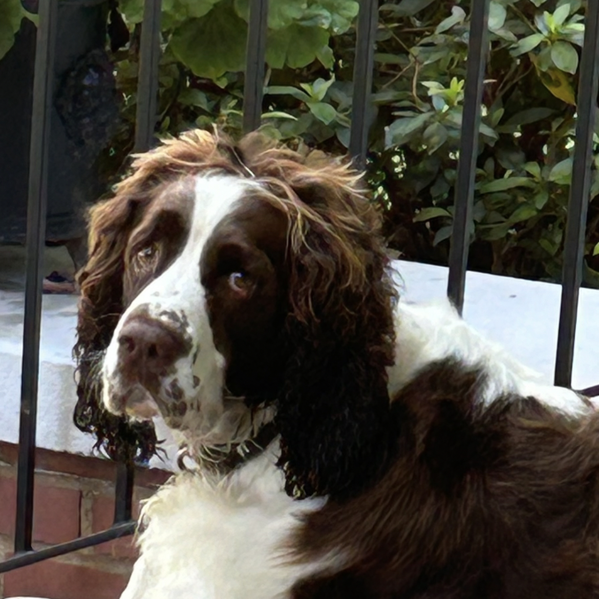 A picture of Daisy May, a 5 years 8 months old Other dog.