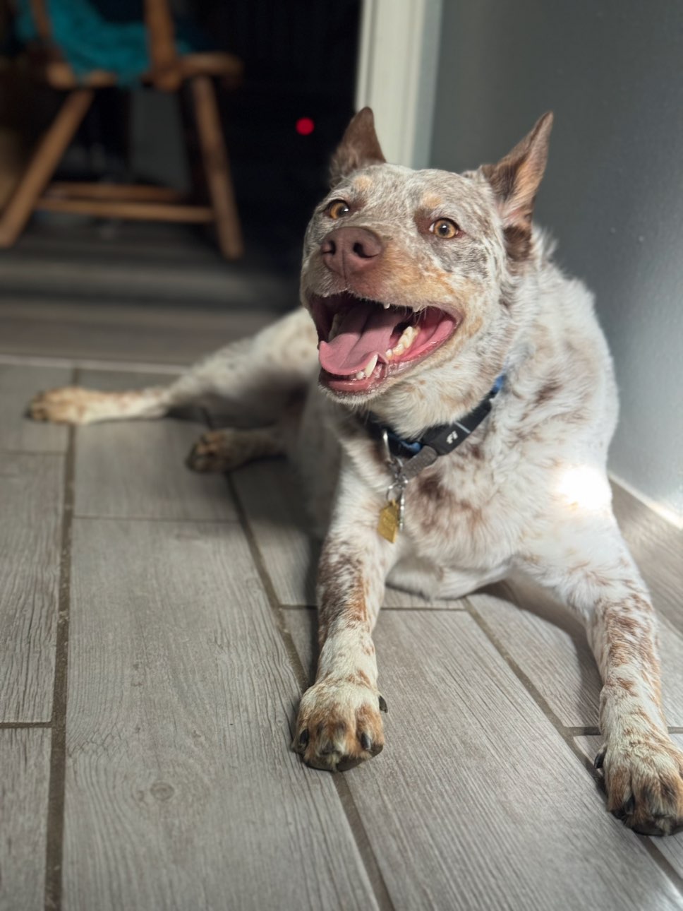A picture of Gus Wayne, a 4 years old Australian Cattle Dog dog.