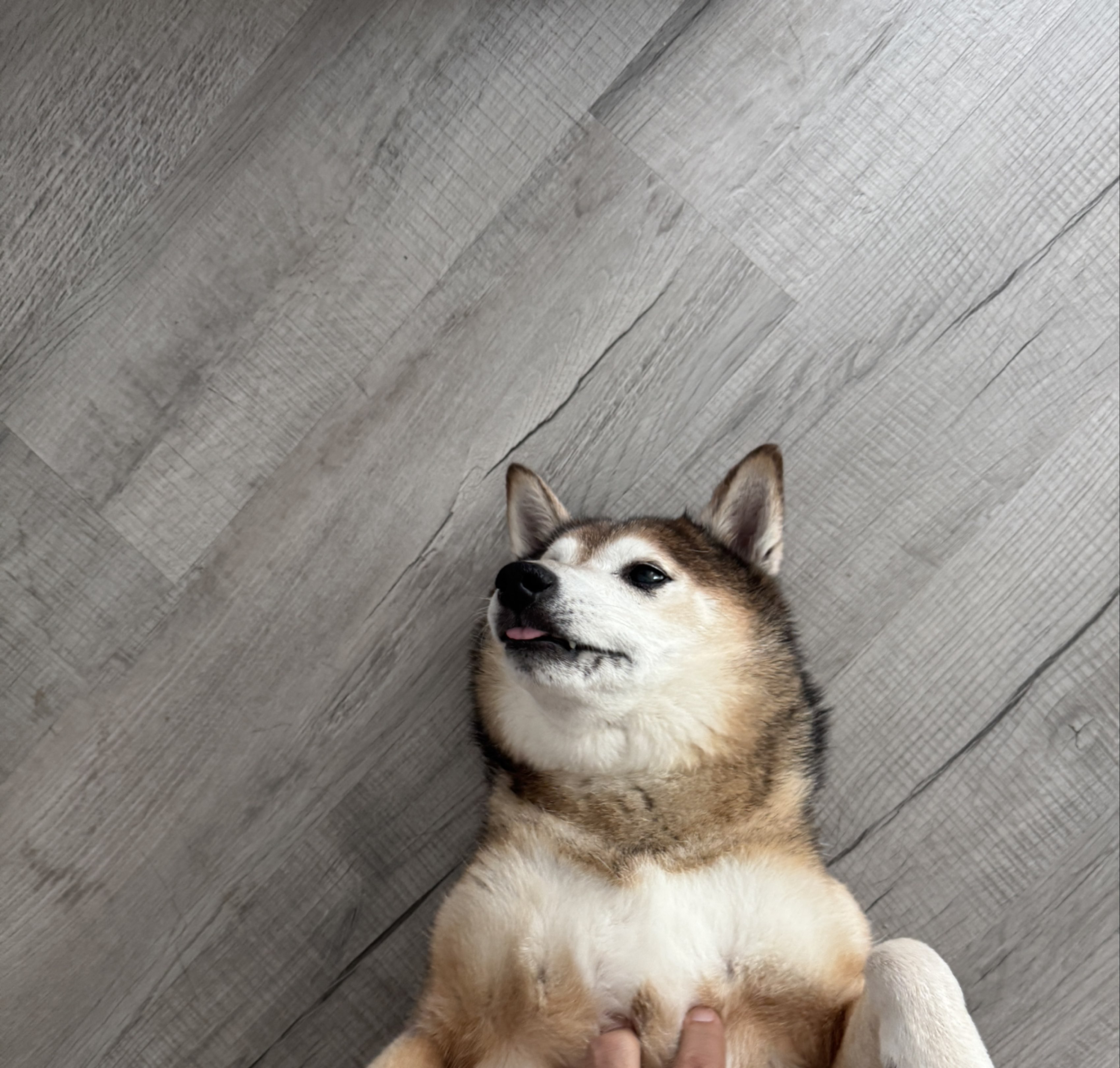 A picture of Ares, a 9 years 10 months old Other dog.