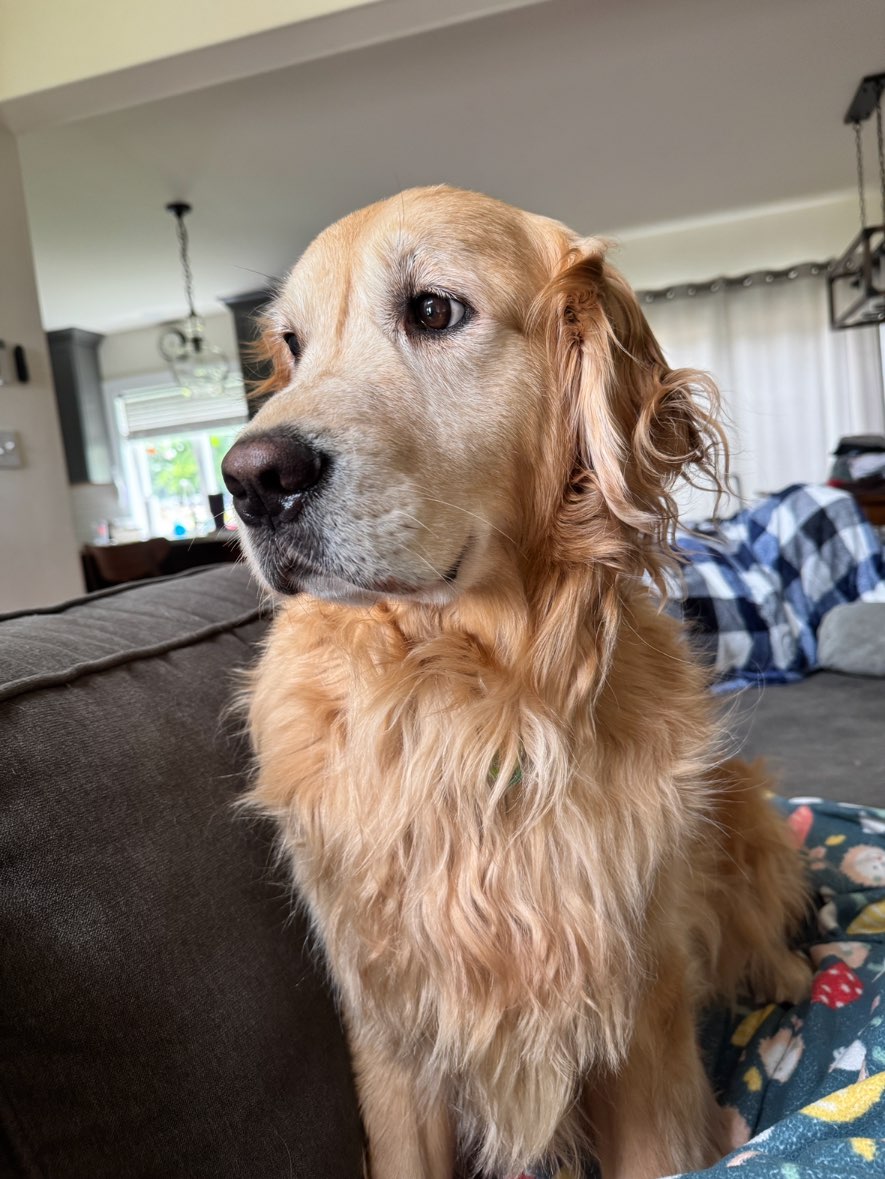 A picture of Teddy Bear, a 4 years 2 months old Other dog.
