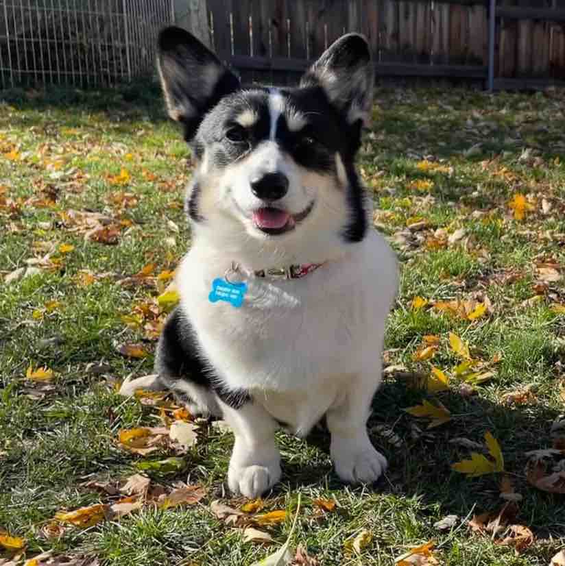 A picture of Sprocket, a 6 years 4 months old Other dog.