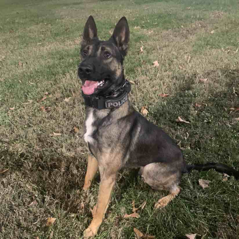 A picture of Azi, a 4 years 5 months old Belgian Malinois dog.