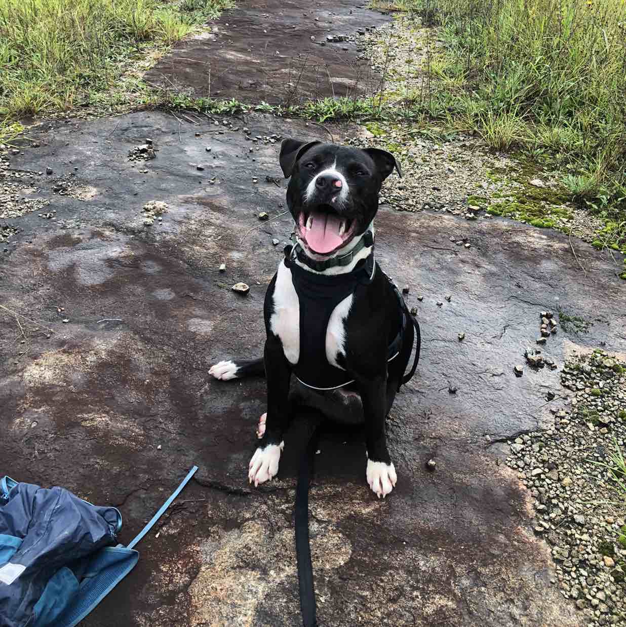 A picture of Debo, a 4 years 9 months old Other Mix dog.